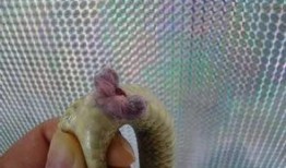 蛇与鞭 在线观看,惊悚悬疑，探寻人性深渊的在线观影之旅